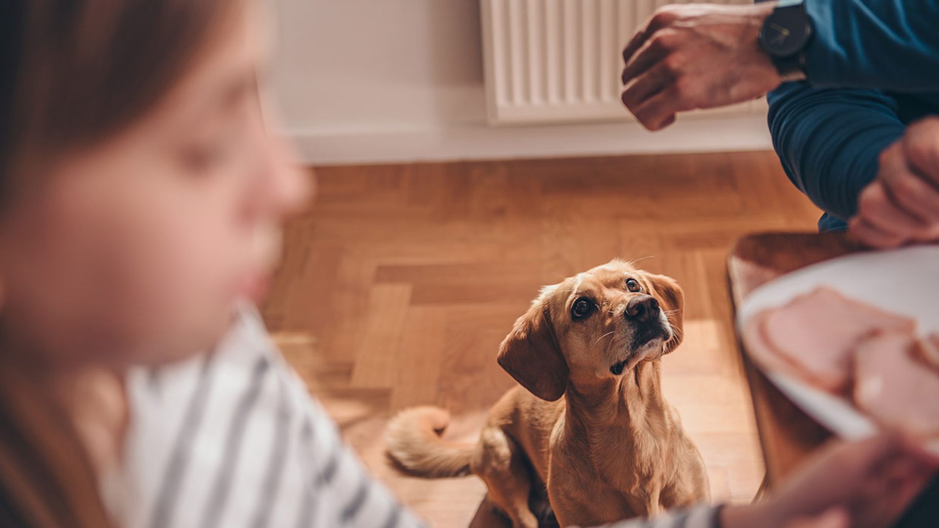 Los 9 errores fatales que cometemos con nuestros perros