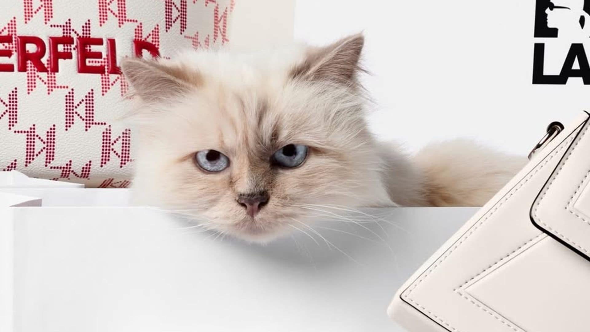 Gatos: las estrellas virales que han conquistado al mundo junto a sus famosos dueños