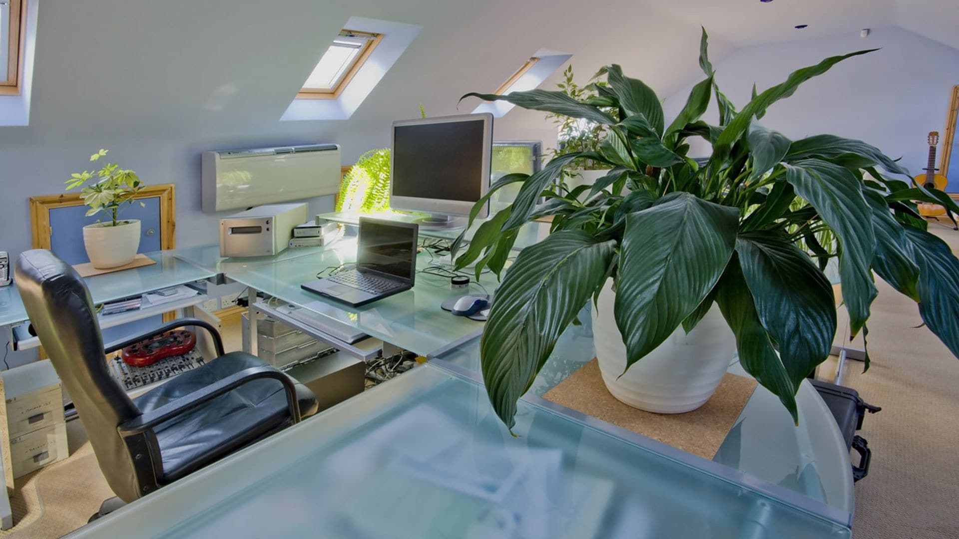 Aspidistra, una planta que requiere pocos cuidados y que no necesita mucha luz