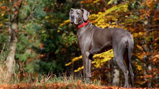 portada_perros_otono