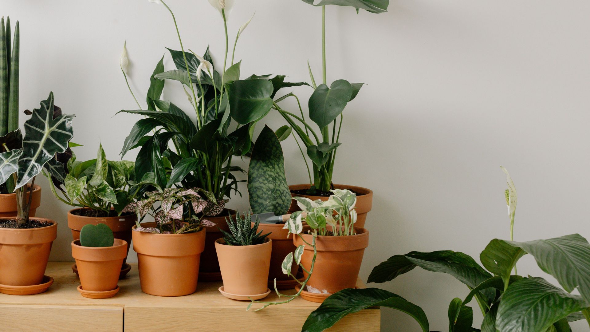 Rincón con plantas de interior.