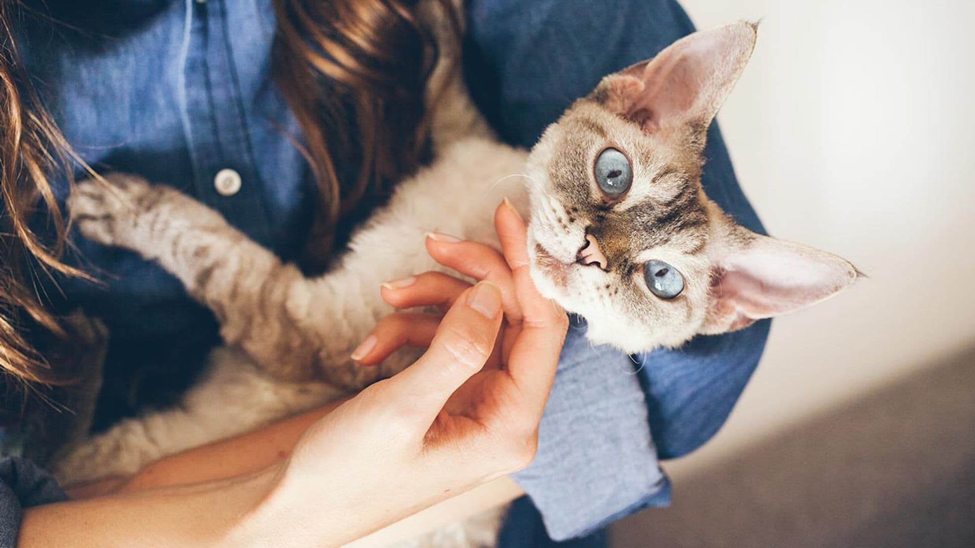 Aunque tu gato te ignore, su cuerpo ‘tiembla’ cuando le llamas