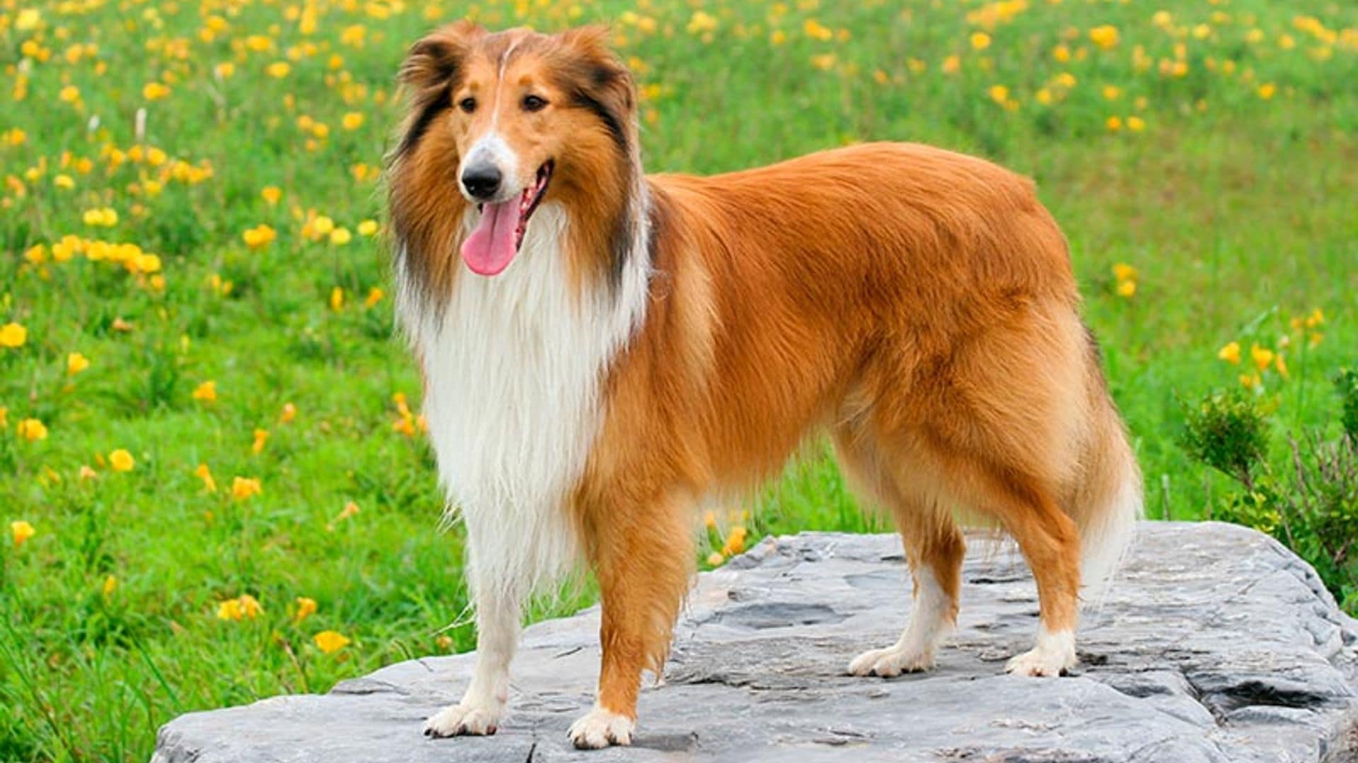 razas de perro en el cine Lassie