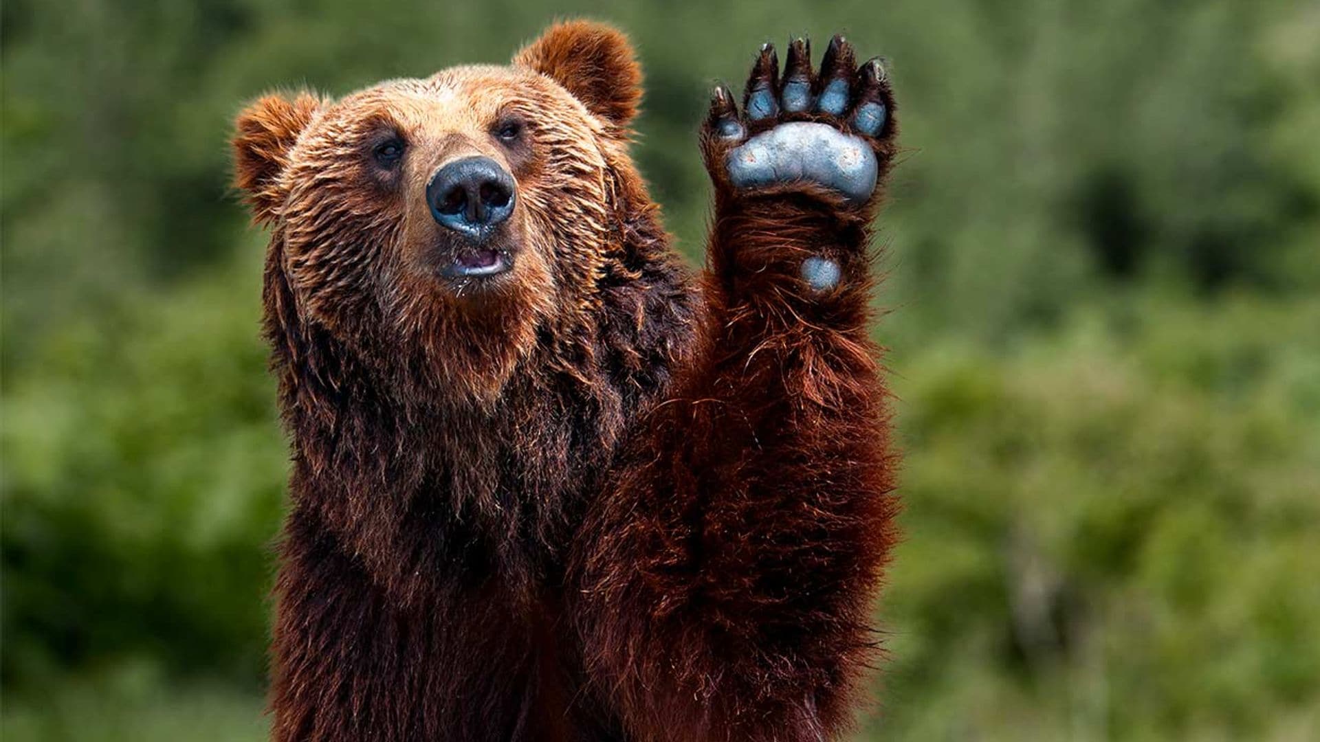 Animales en peligro de extinción en España