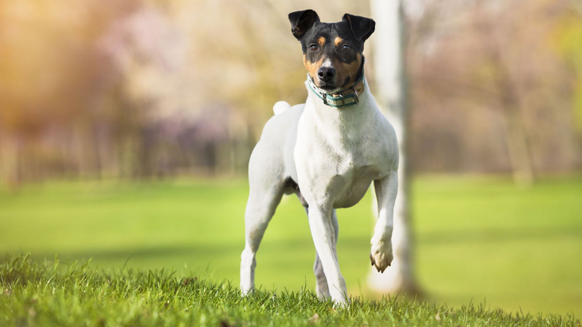 Ratonero bodeguero andaluz, una raza de perro declarada Patrimonio ...