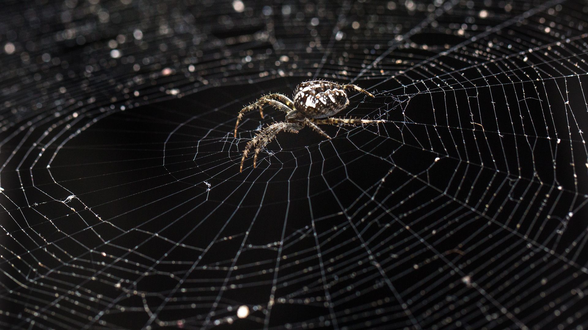 Araña tejiendo su tela