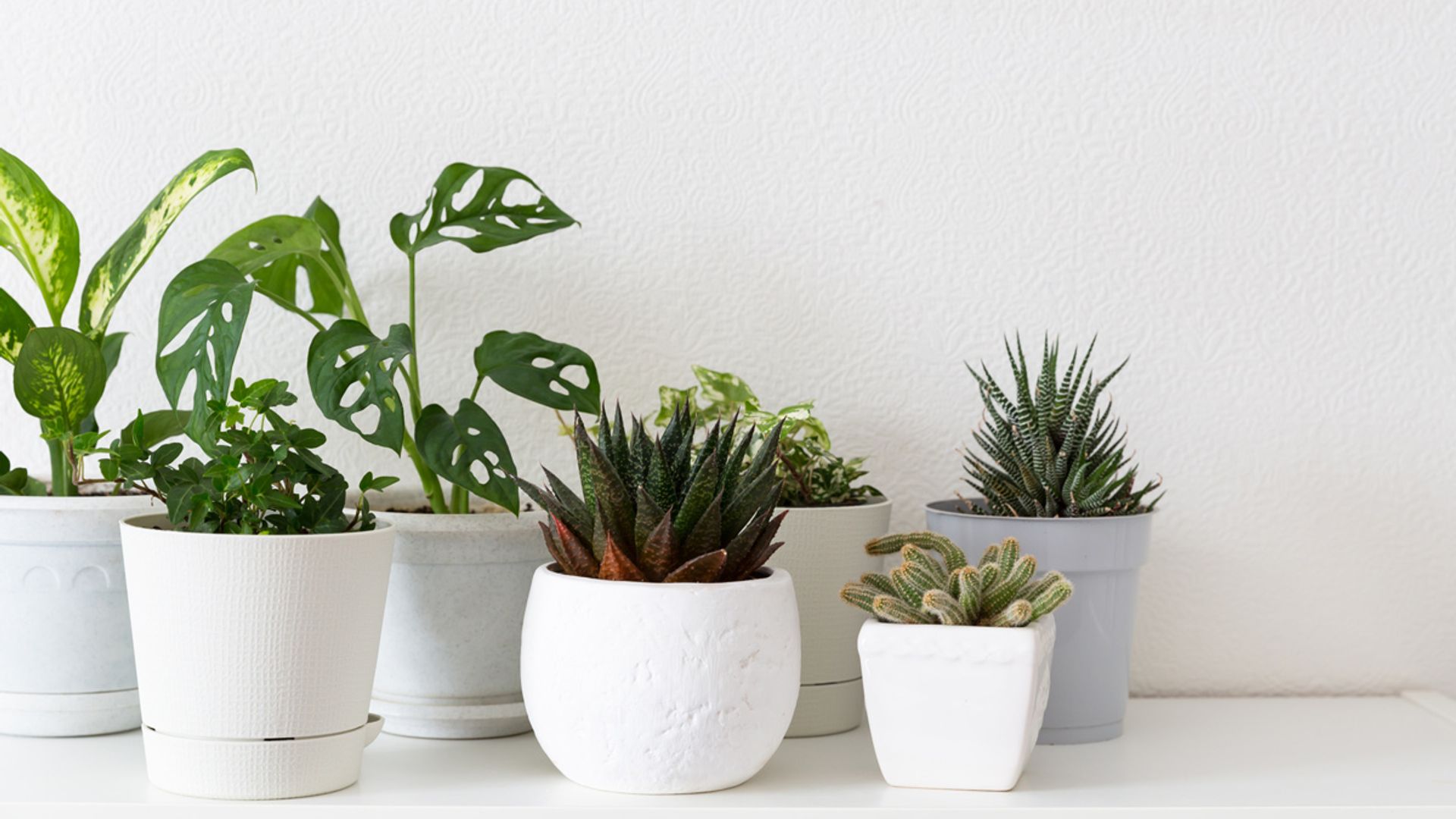 Las mejores macetas de autorriego para cuidar de tus plantas cuando no estés