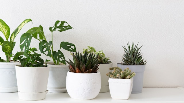 plantas