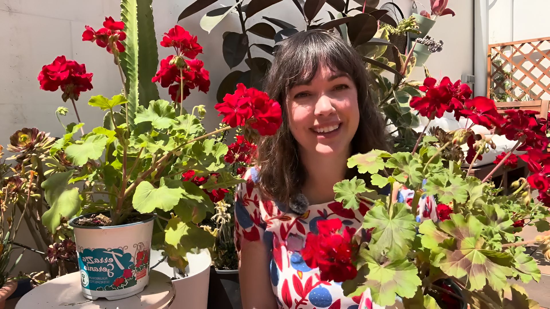 Marta Rosique, experta en plantas: "La plaga del taladro es casi lo único que puede acabar con un geranio sano"