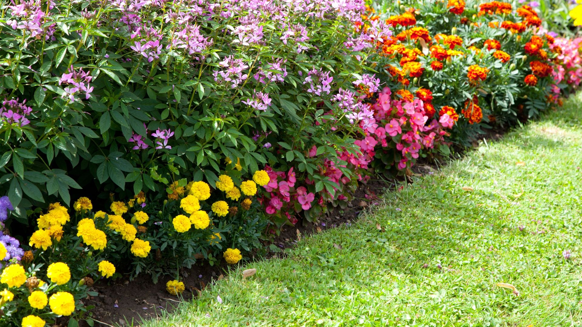 Ideas para crear parterres de flores: color, vida y armonía para tu jardín