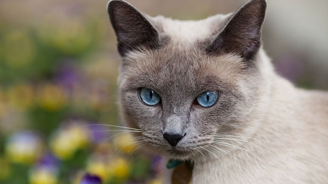 gato