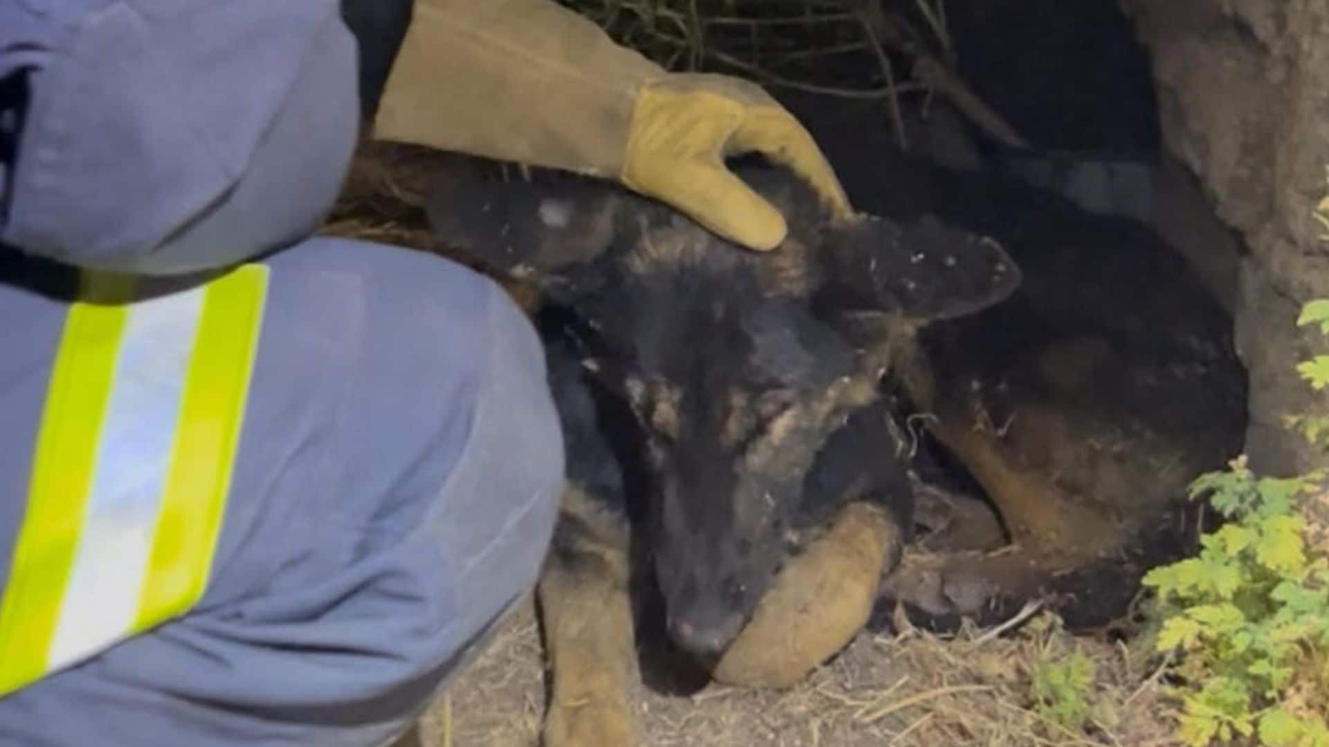 Luna, la perrita rescatada de entre las llamas en un incendio en España 