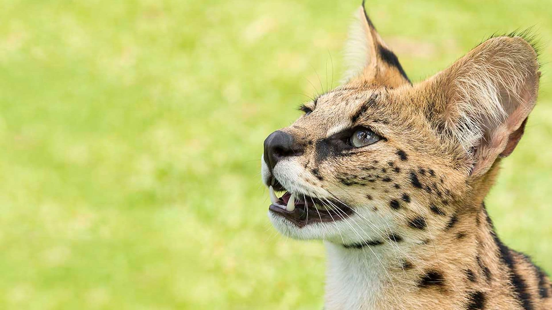 Serval, el gato salvaje que podría hacerse pasar por una 'pantera'
