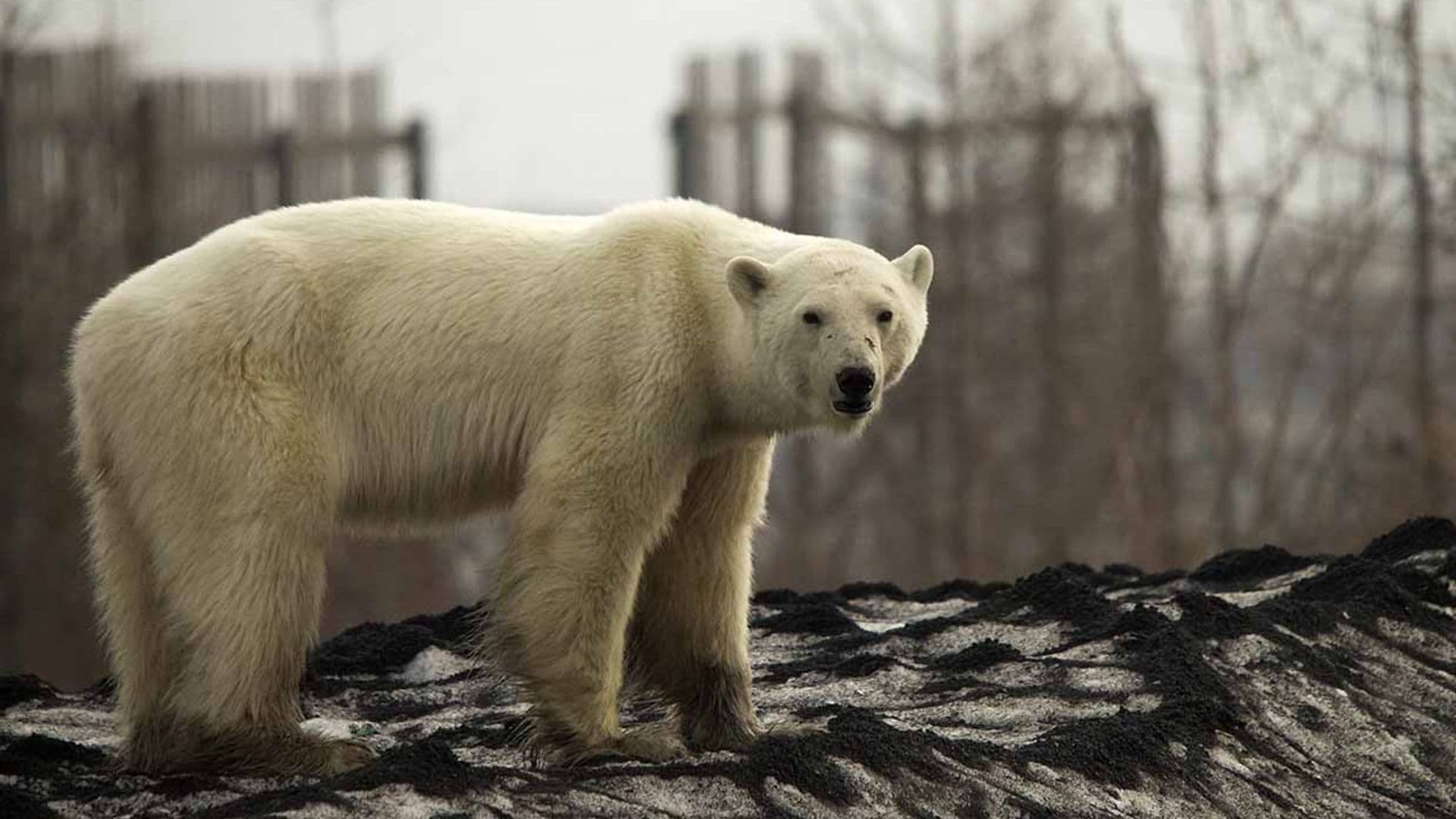 portada oso polar