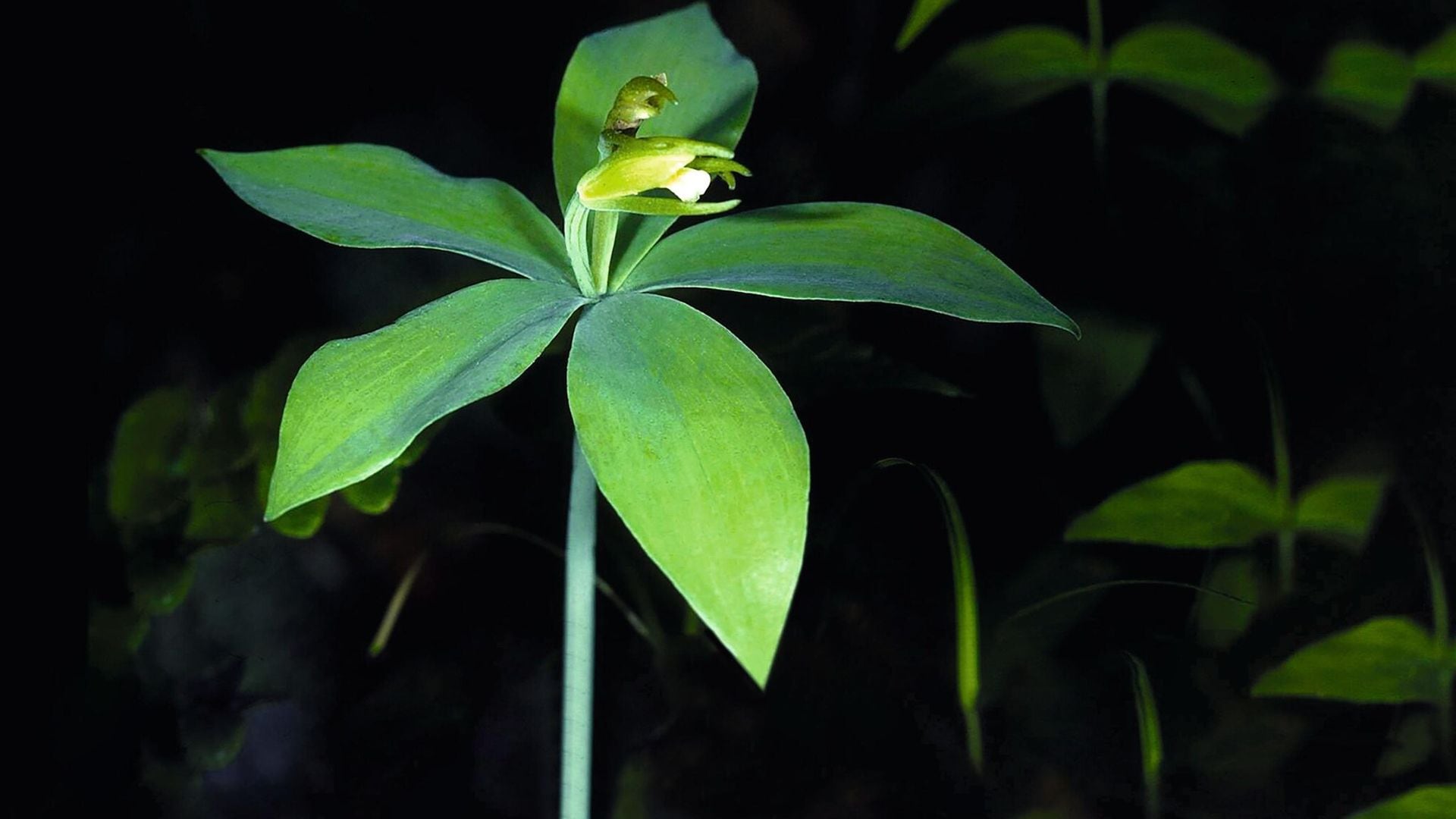 pogonia mundo singular 4074