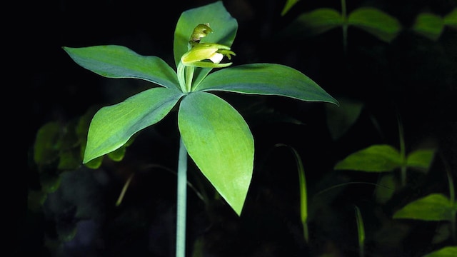 pogonia mundo singular 4074