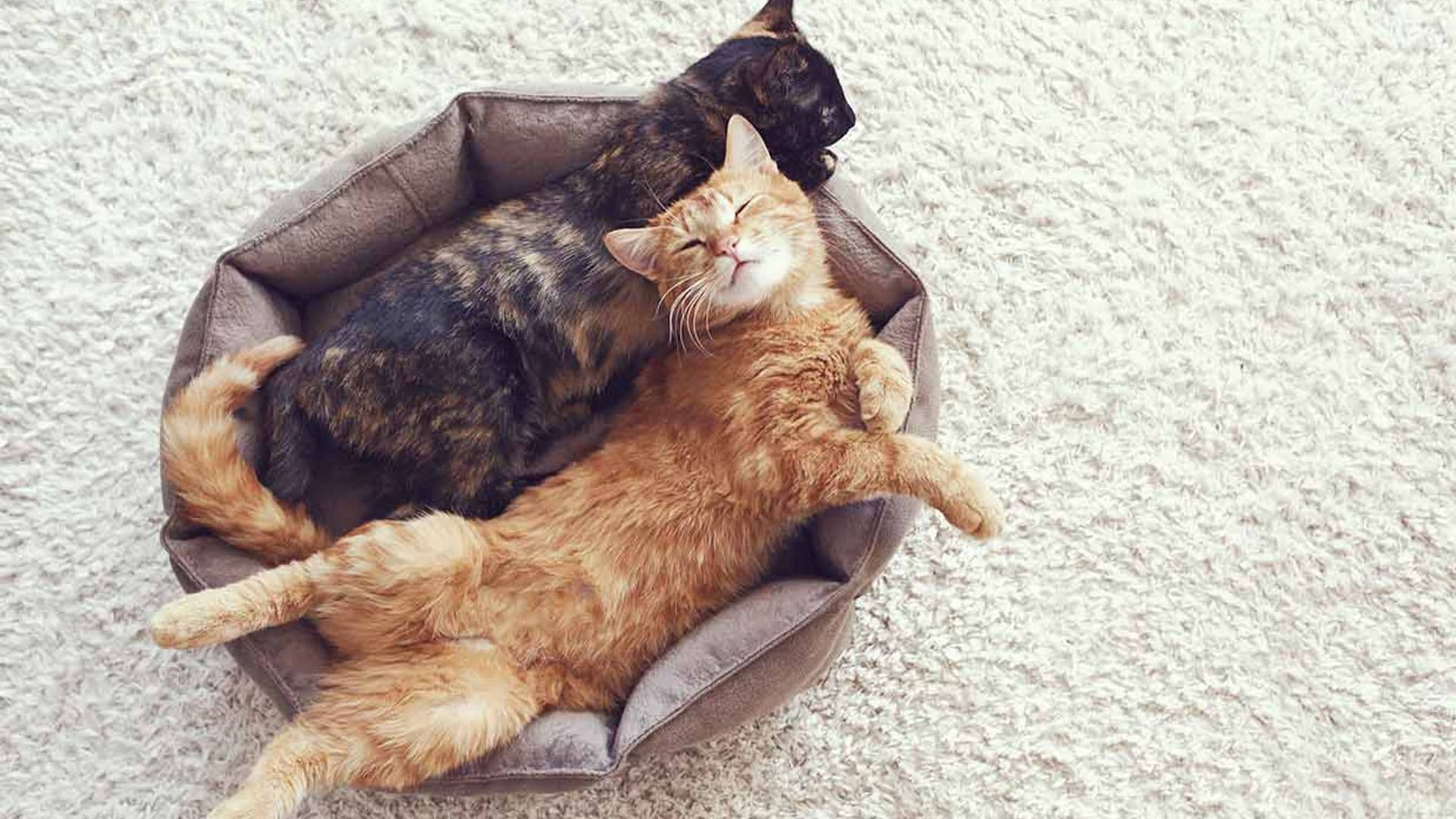 Consejos para que tu gato duerma mejor