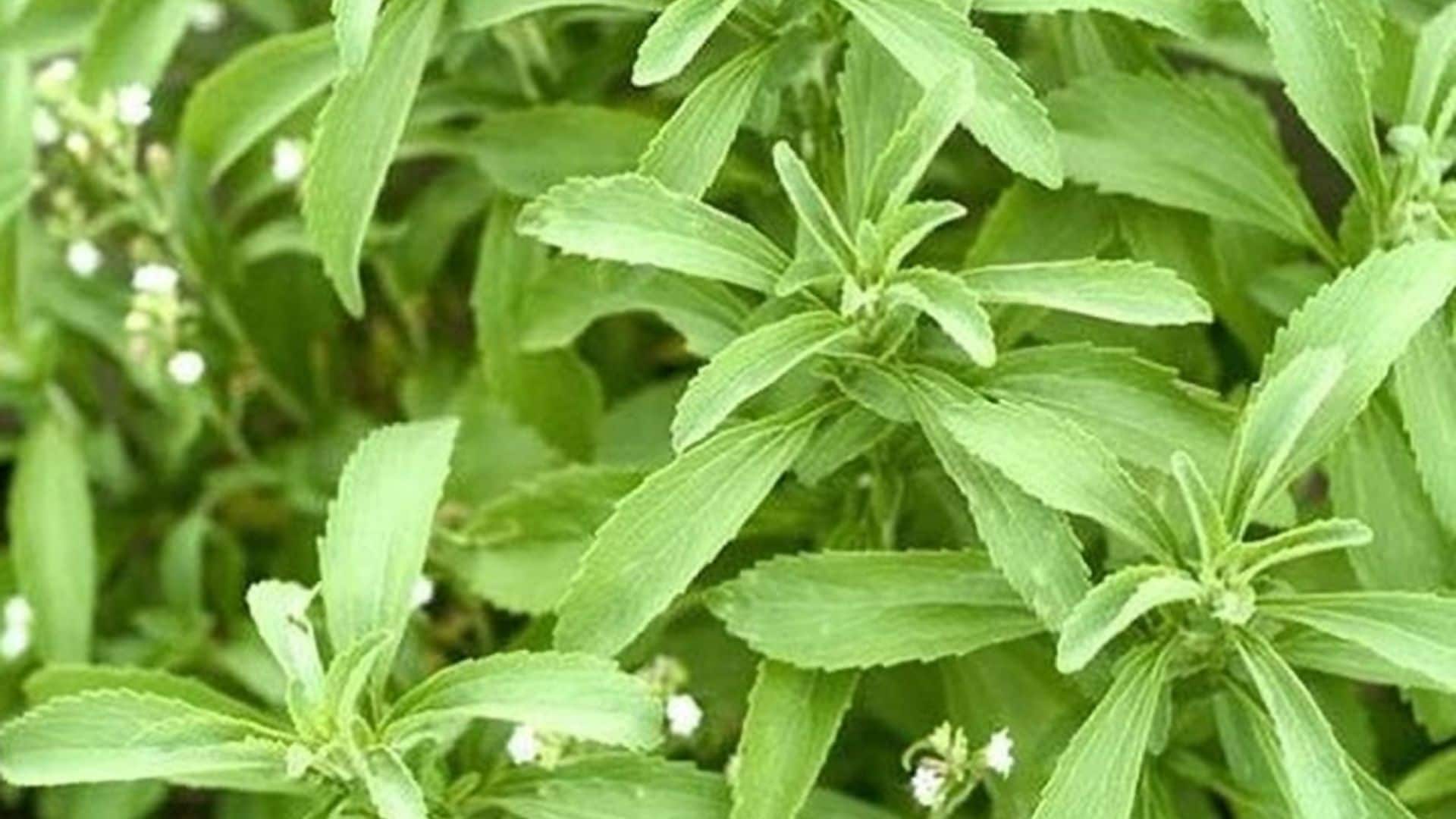 Stevia: verdades y mitos