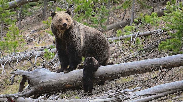 oso t