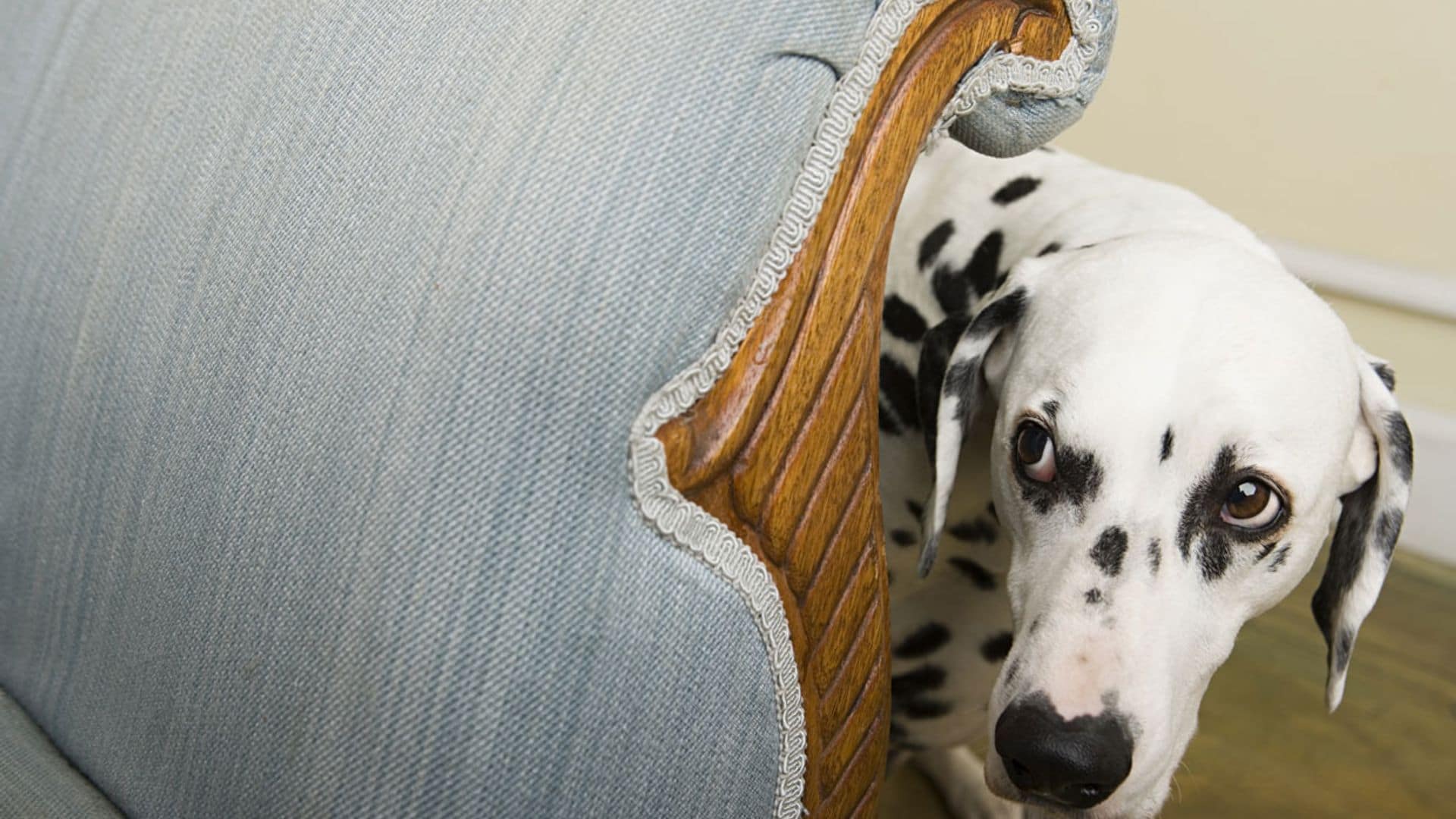 ¿Por qué los perros tienen miedo y cómo ayudarles a superarlo?