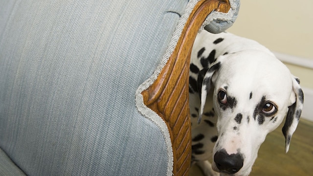 getty perro con miedo