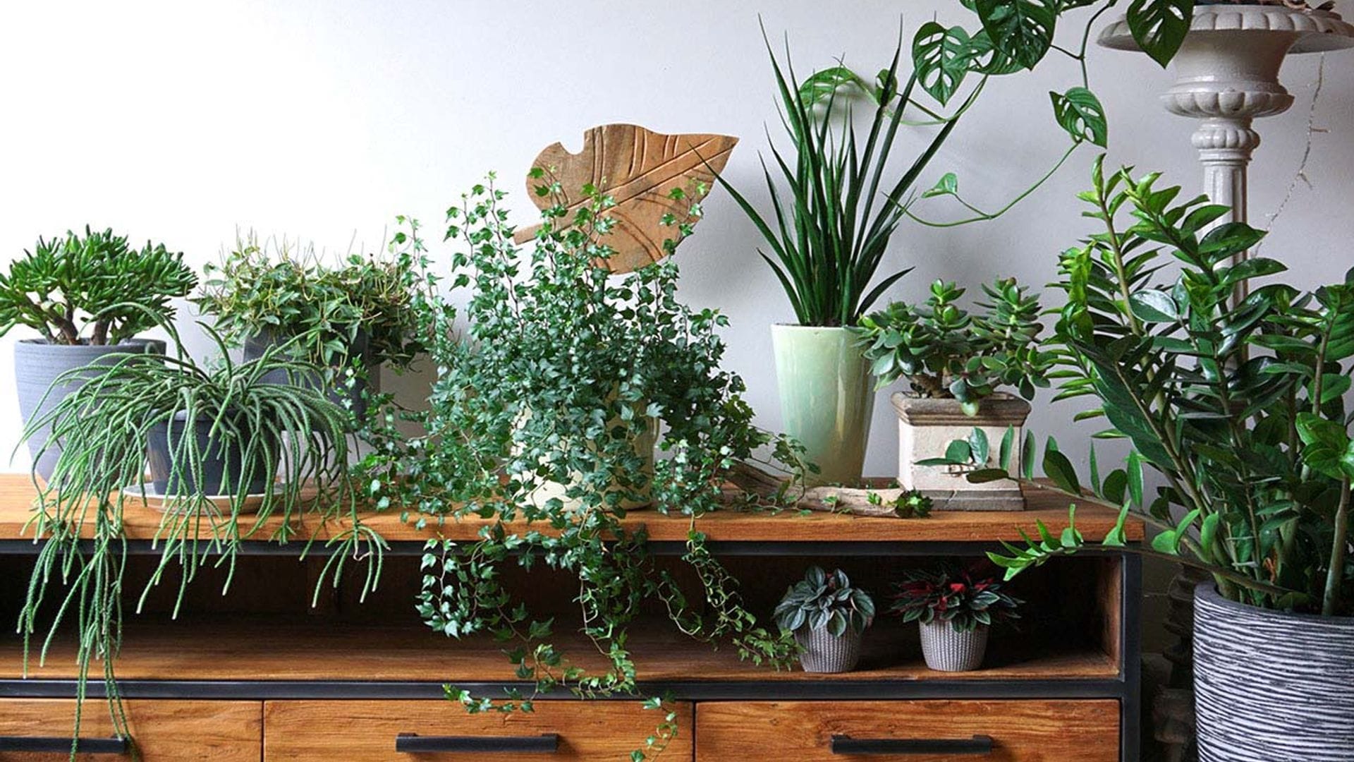 Estas son las plantas de interior más decorativas para tu casa