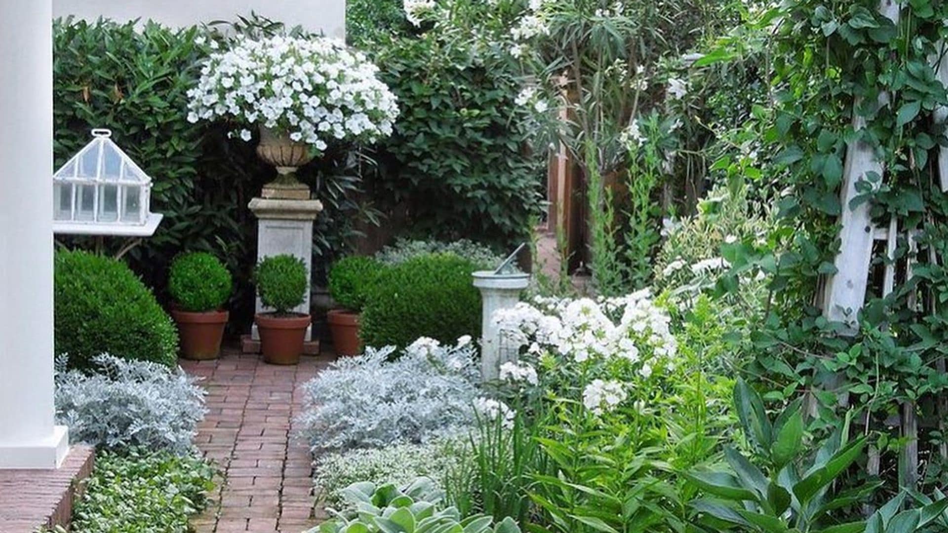 Un jardín de flores blancas
