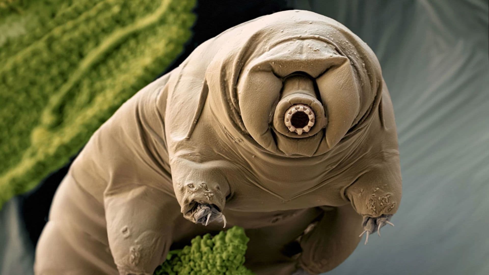 Así es el animal más fuerte del mundo: mide menos de un milímetro y puede sobrevivir en el espacio