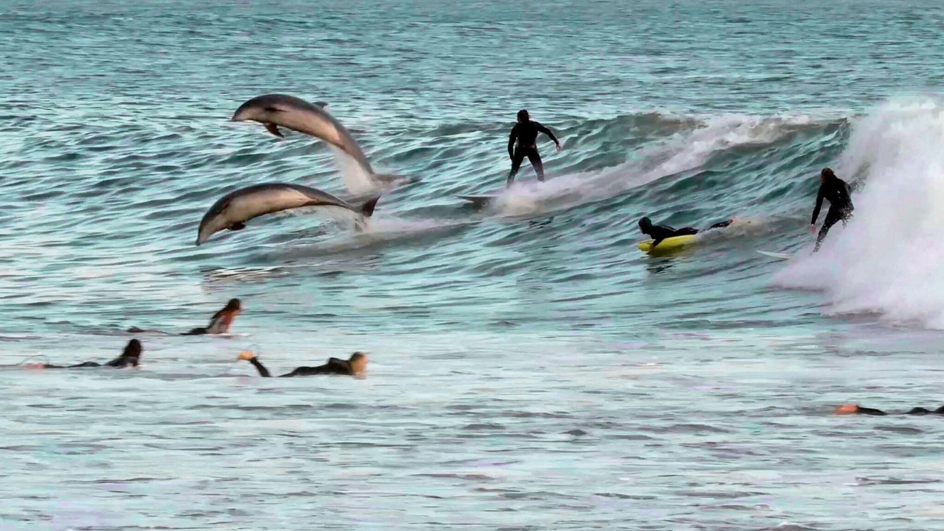 ¡Con delfines! Así es la clase maestra de surf con los mejores maestros que existen