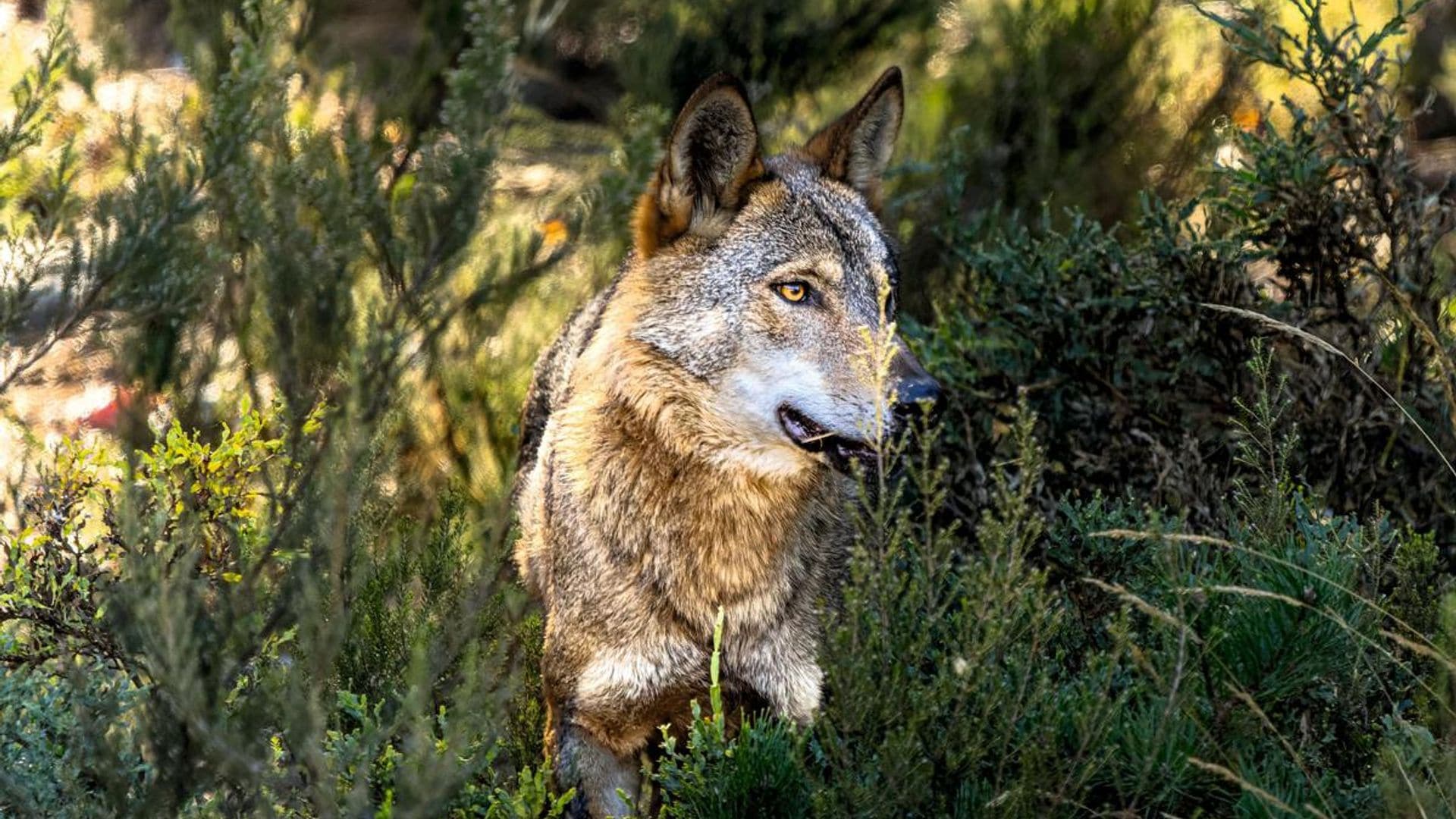 Sierra de la Culebra: tras los pasos del lobo
