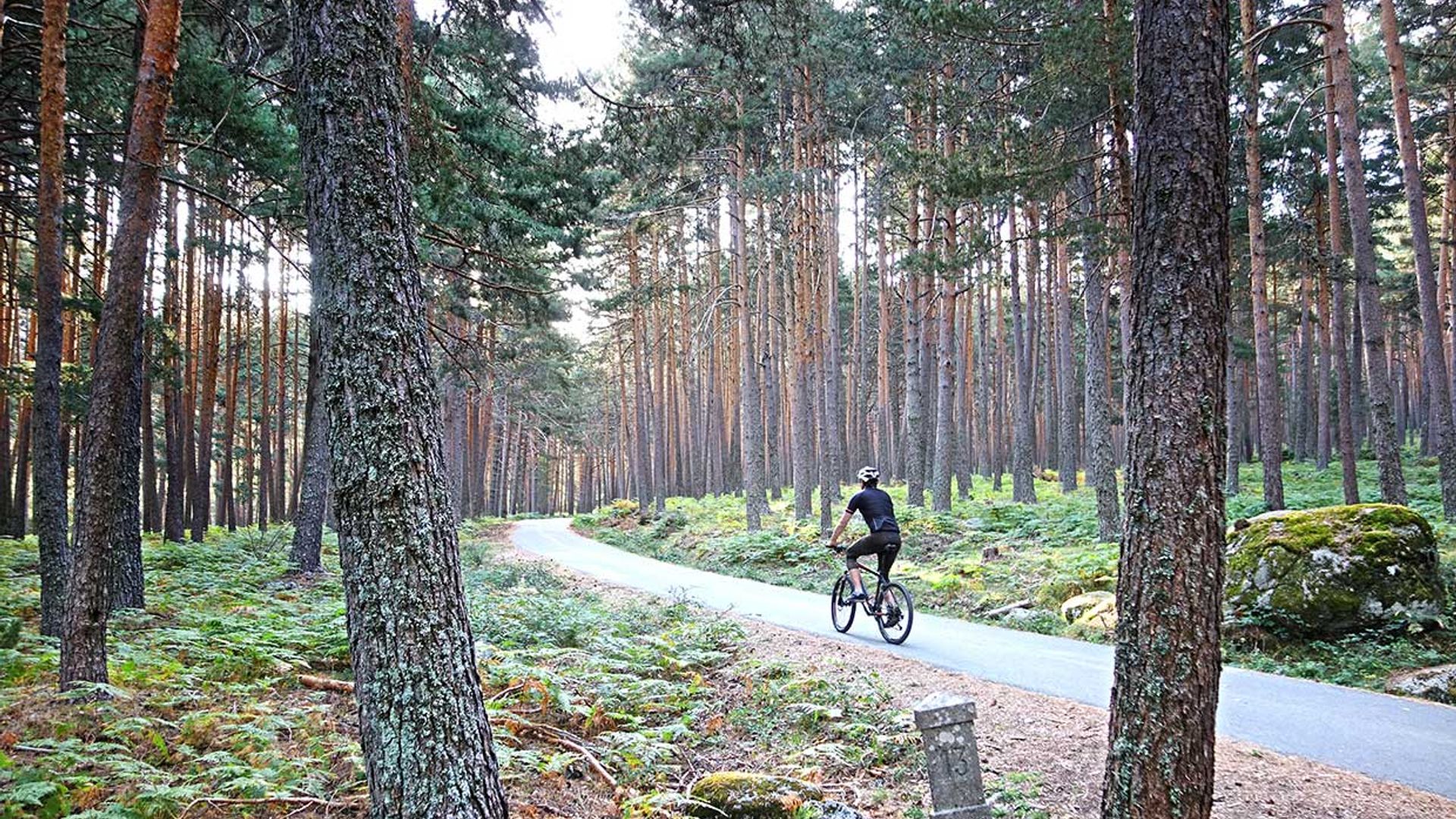 Una ruta en bici sencilla para descubrir el bonito pinar de Valsaín