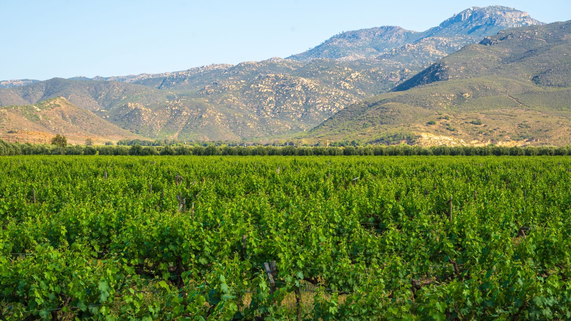Valle Guadalupe, México