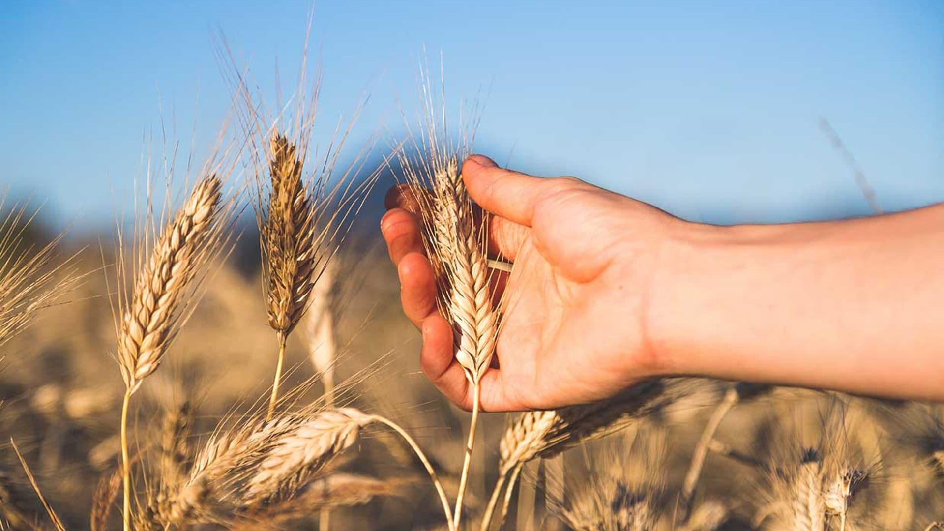 Claves que hacen de la agricultura ecológica una defensora del medio ambiente