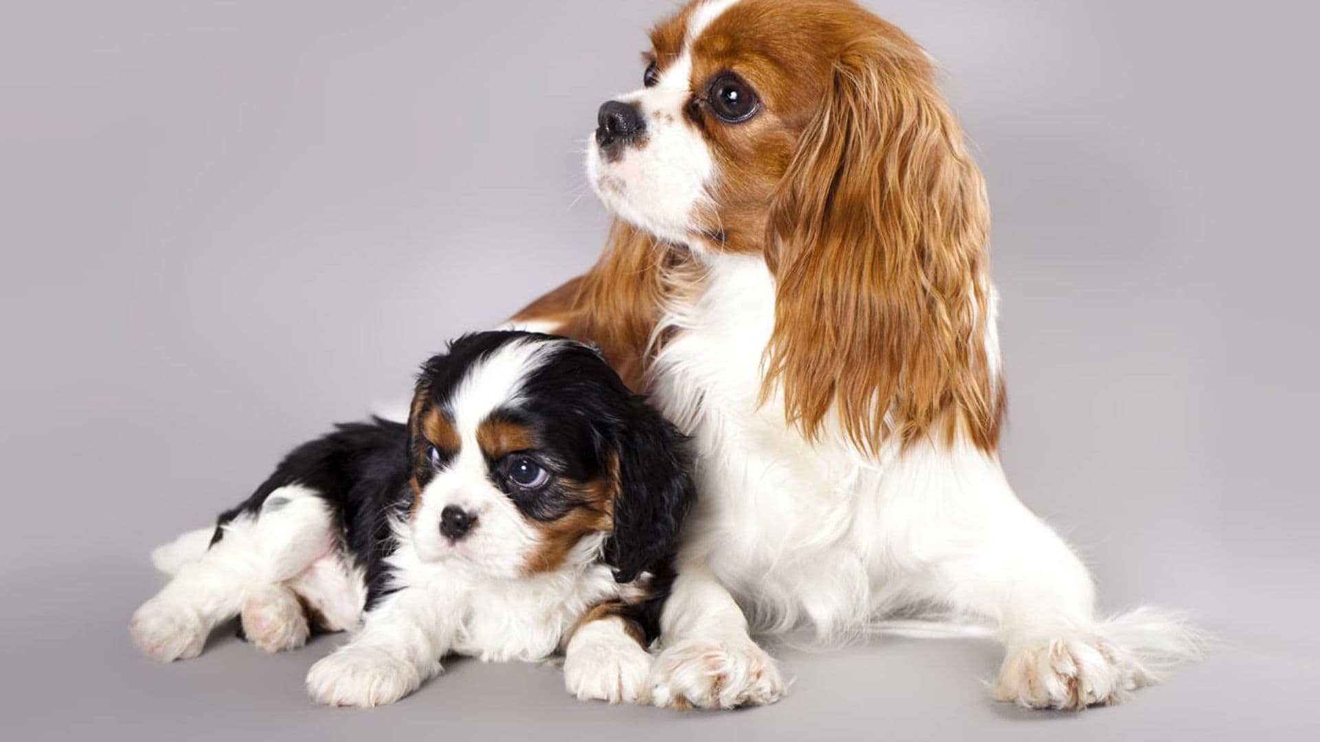 Cavalier King Charles Spaniel: un perro ideal para vivir con niños y personas mayores