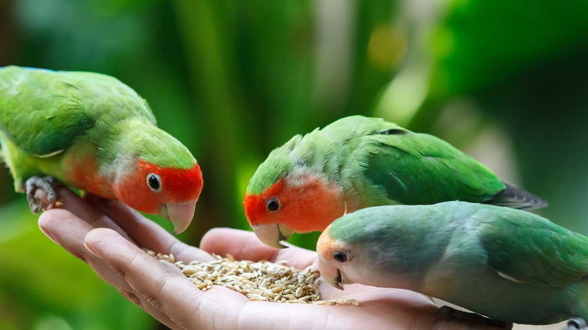 Cómo adiestrar y ganarte la confianza de un agapornis