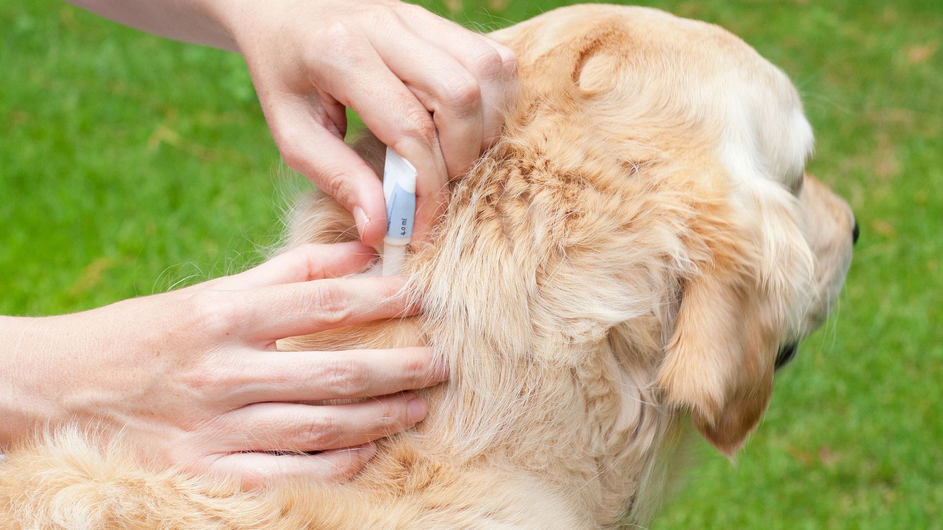 Leishmaniasis en perros: cómo identificar y prevenir esta enfermedad
