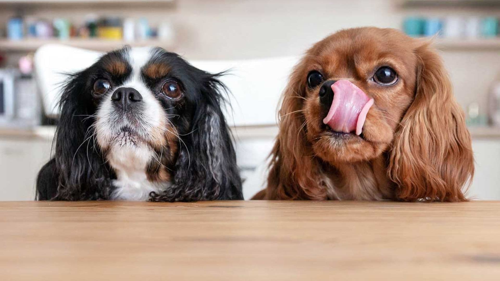 ¡Insaciables! Estas son algunas de las razas de perro más glotonas