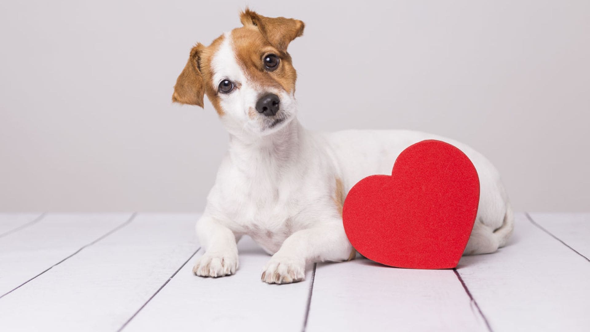 Enfermedades cardiacas en perros: ¿a qué razas afectan más?