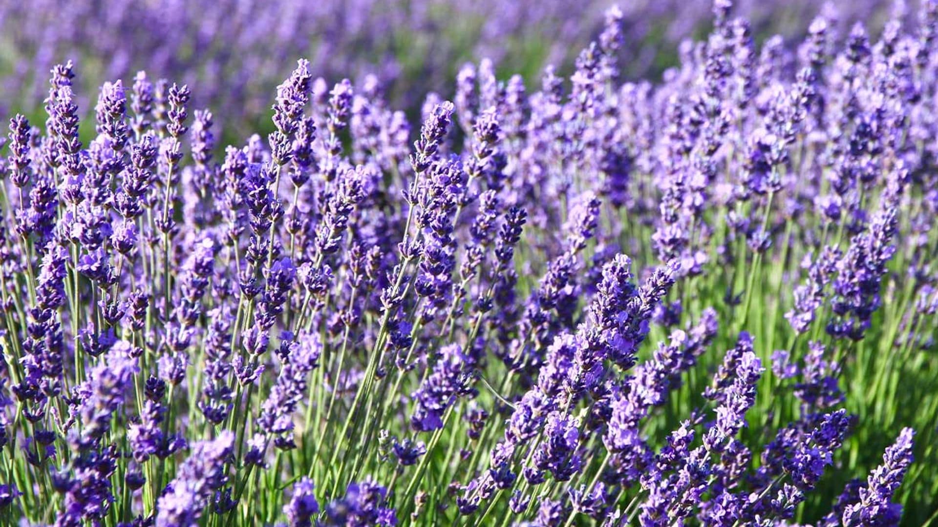 lavanda