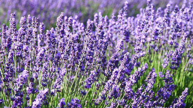 lavanda