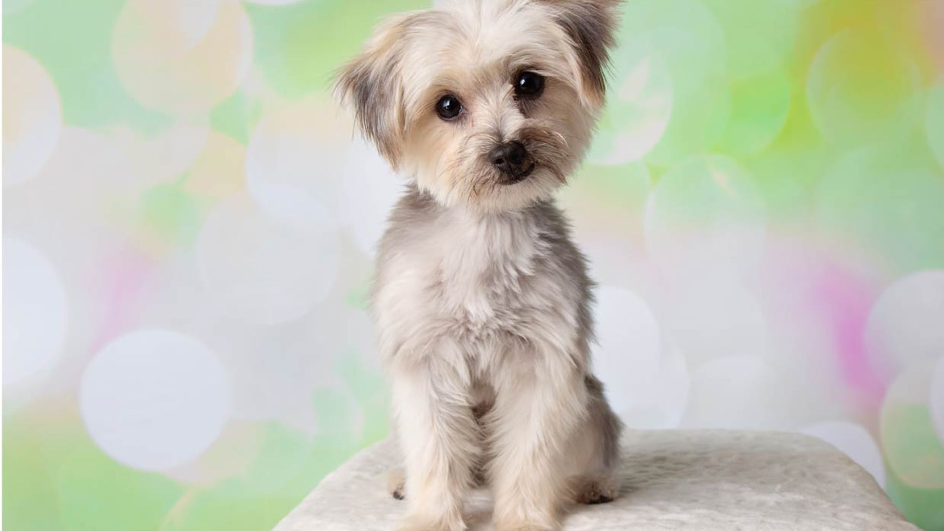 morkie blanco adulto