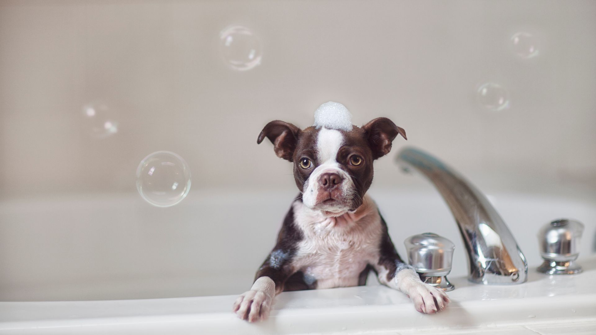 cuál es una buena marca de champú para perros