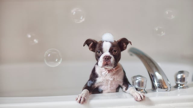 Un cachorro de Boston Terrier bañándose con espuma en la cabeza
