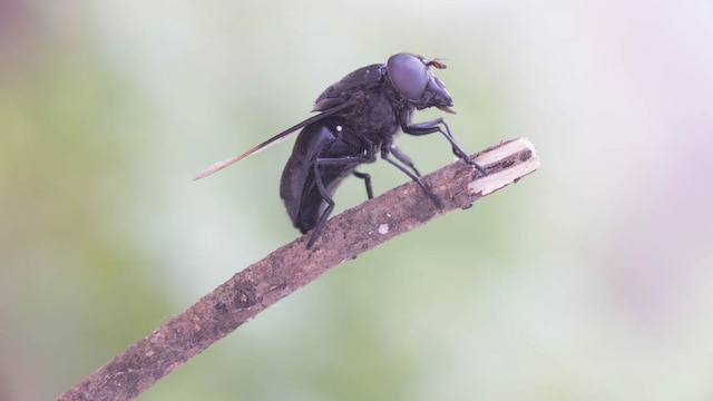 mosca negra