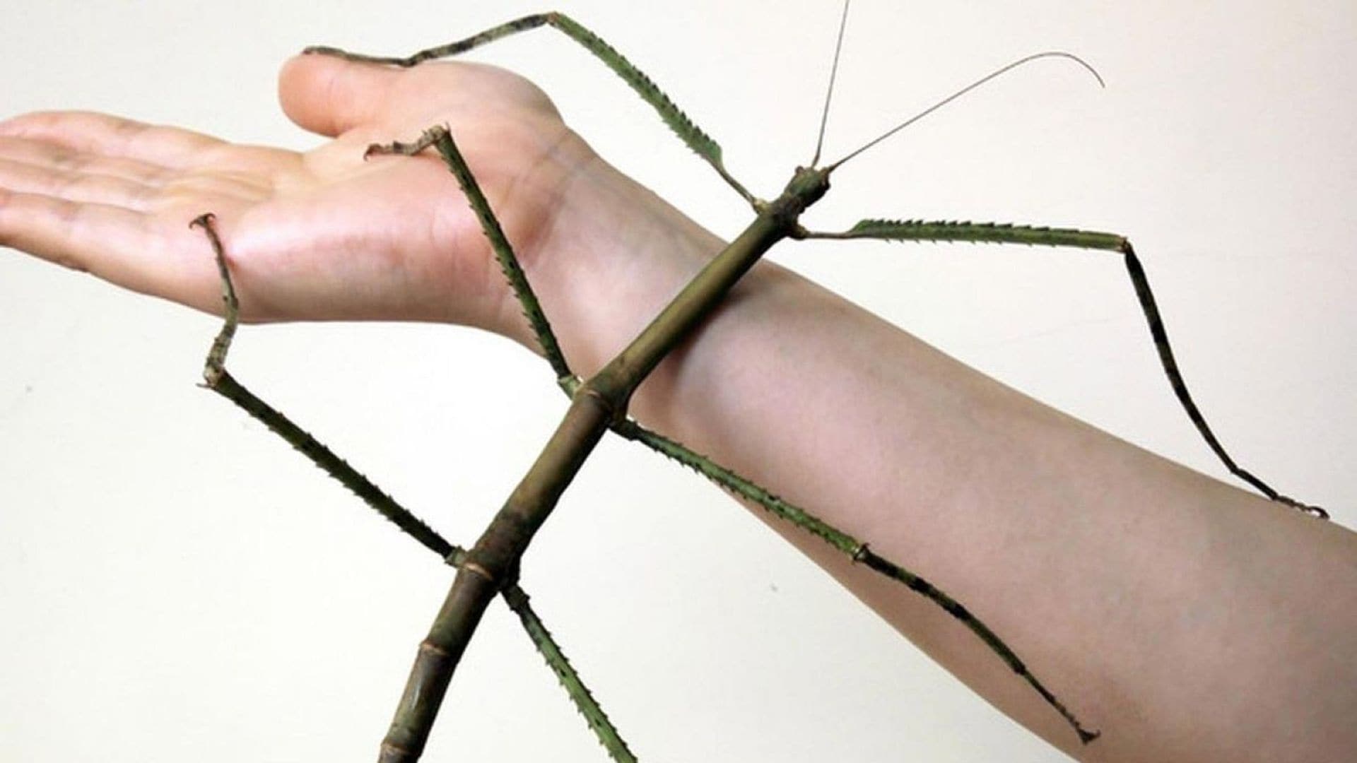 Un insecto palo de récord: mide más que un brazo humano y tiene asombrada a la ciencia y las redes sociales