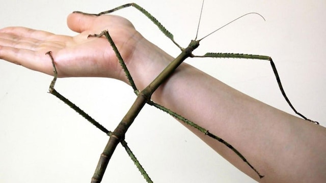 Insecto palo gigante