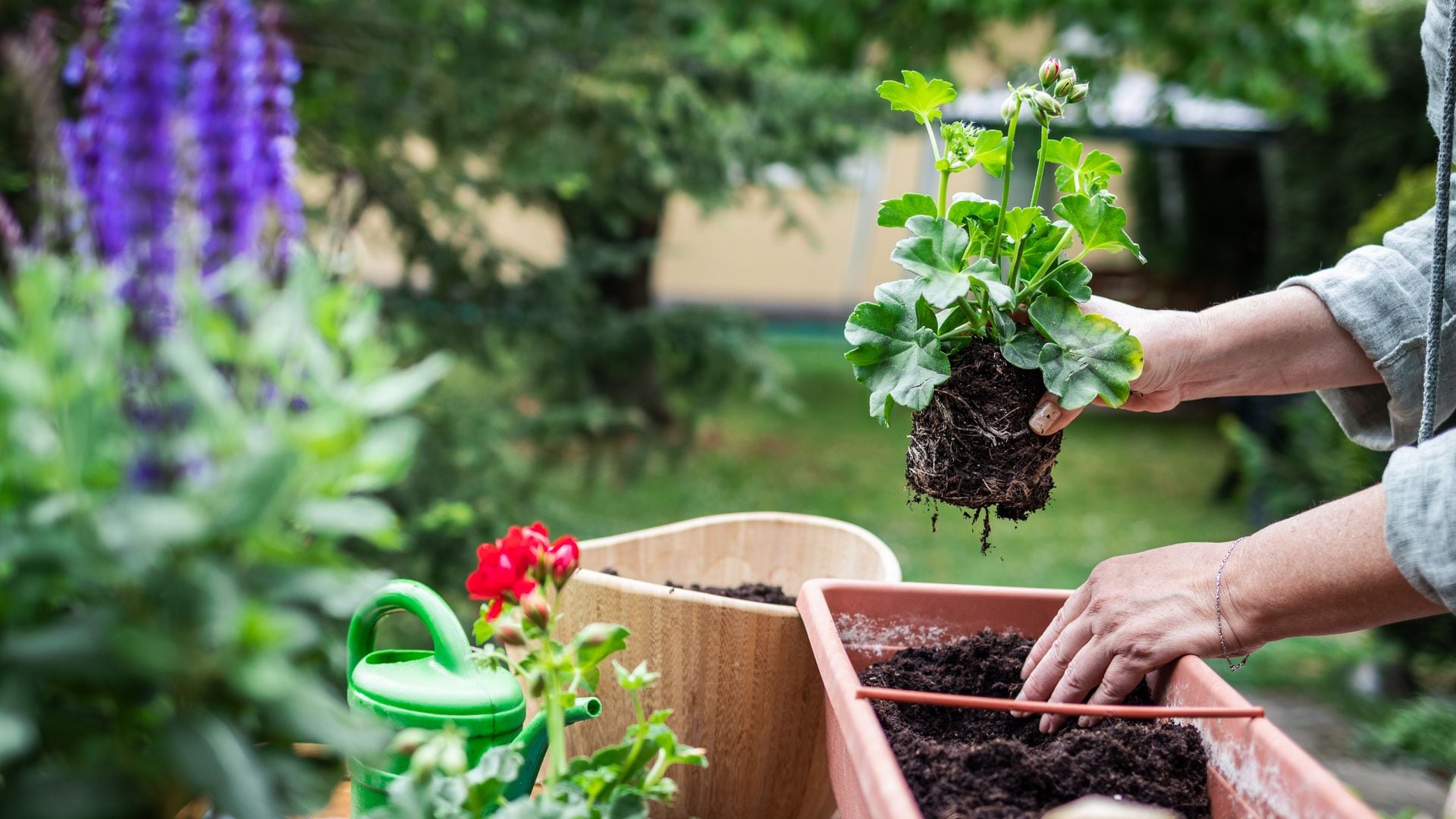 Mujer trasplantando una planta.
