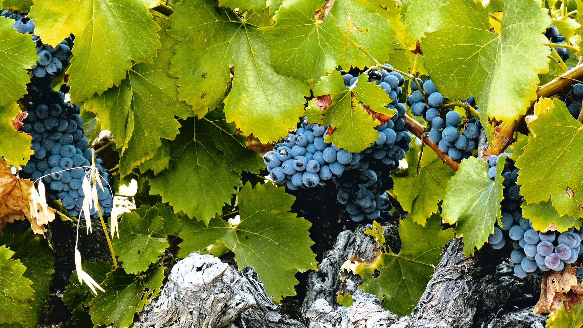 Bodega Bernabelva en Madrid