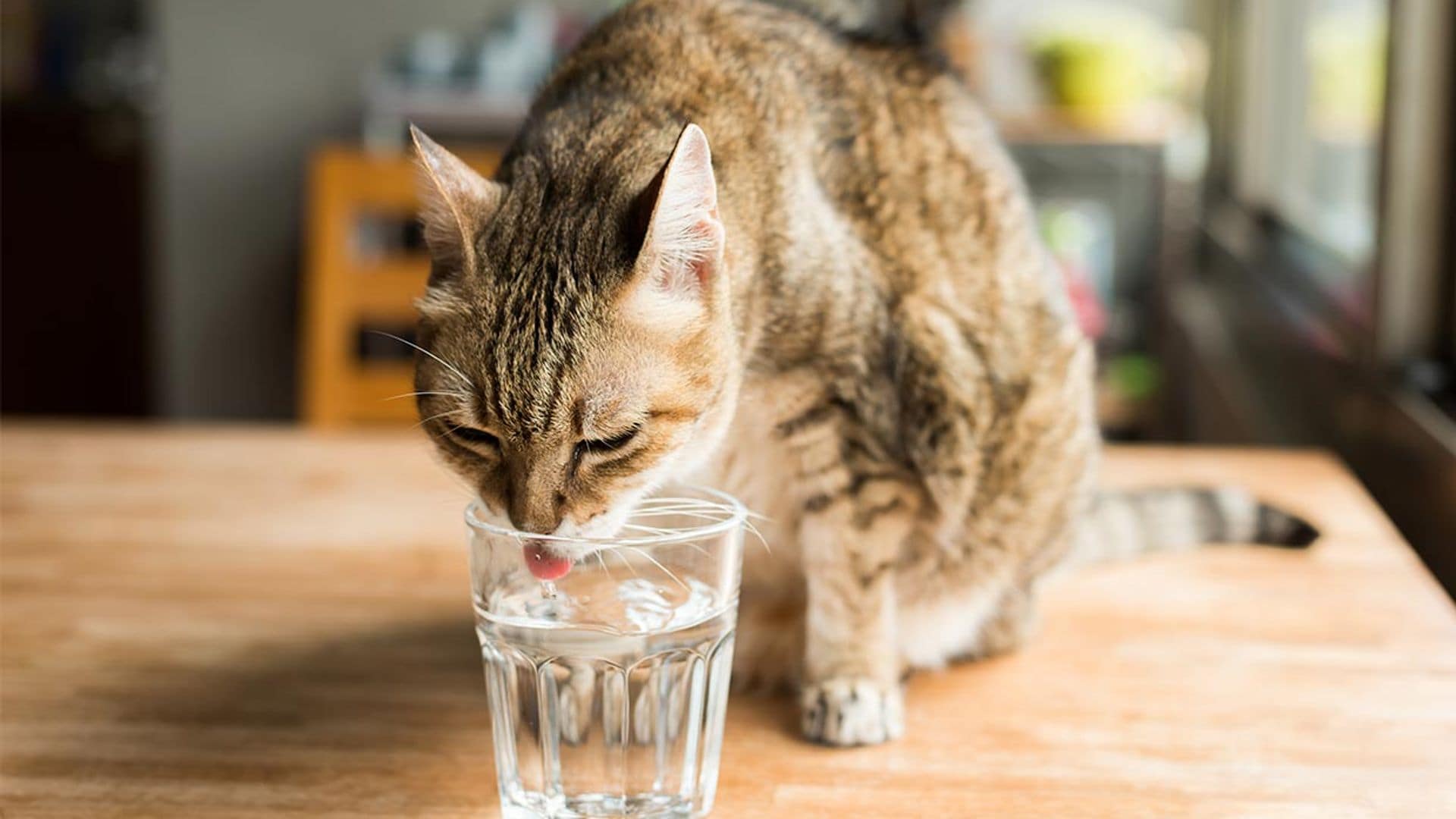 Razones por las que un gato puede rechazar beber agua y cómo solucionarlo