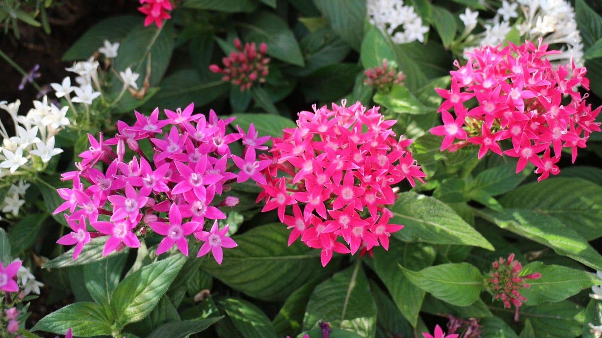 Pentas lanceolata